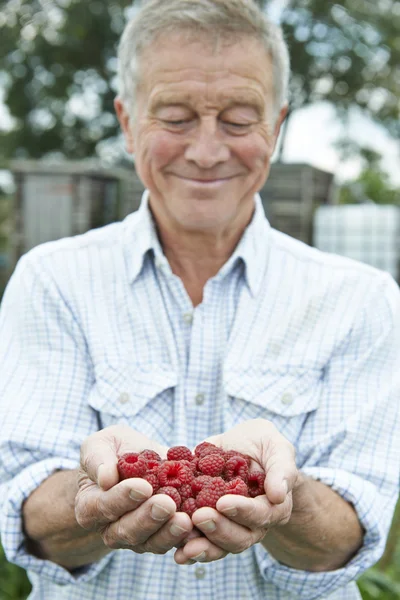 Senior auf Kleingartenanlage hält frisch gepflückte Himbeeren — Stockfoto