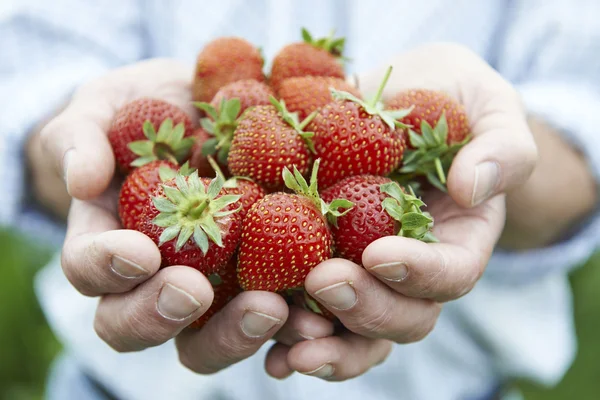 Primer plano del hombre sosteniendo fresas recién recogidas —  Fotos de Stock