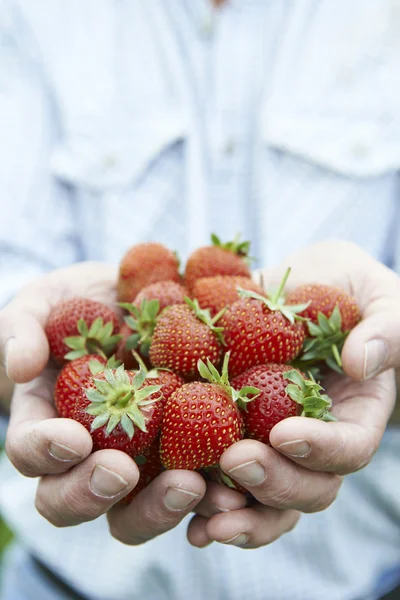 Primer plano del hombre sosteniendo fresas recién recogidas —  Fotos de Stock