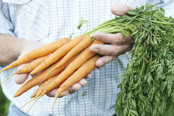 Gros plan de l'homme tenant des carottes fraîchement cueillies — Photo