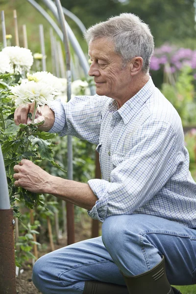 Senior baut Blumen im Garten an — Stockfoto