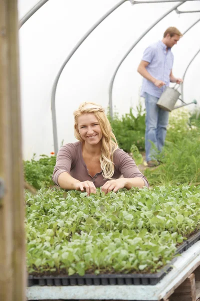 Paar in kas op biologische boerderij controleren planten — Stockfoto