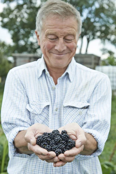 Senior auf Kleingartenanlage hält frisch gepflückte Brombeeren — Stockfoto