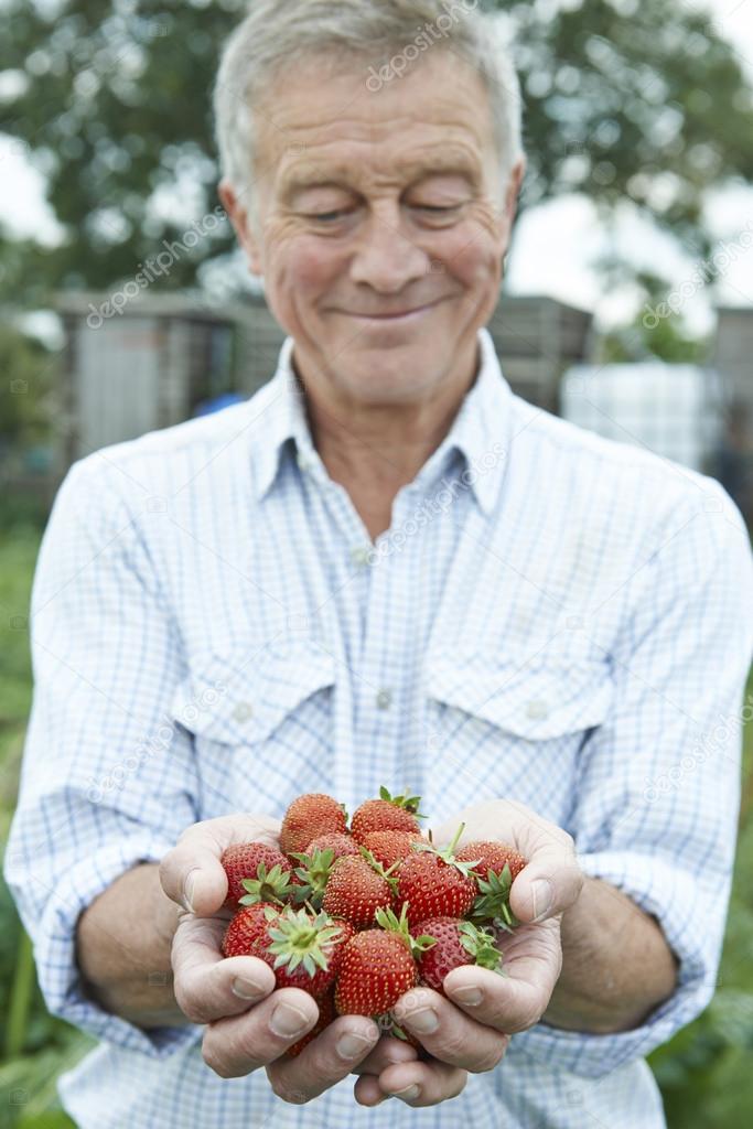 Senior Man On Allotment Holding Freshly Picked Strawberries