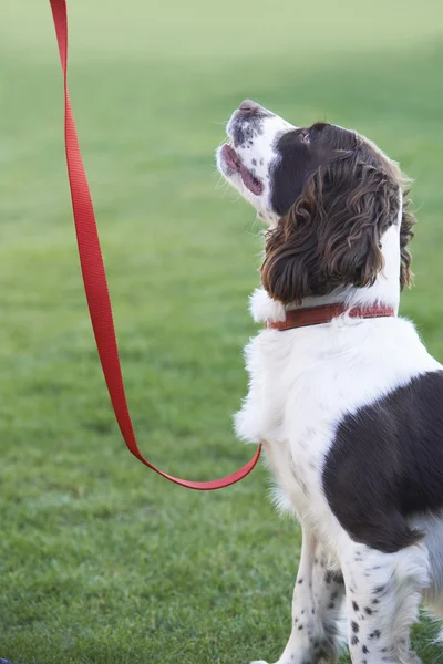 Posłuszny Spaniel pies na smyczy na zewnątrz — Zdjęcie stockowe