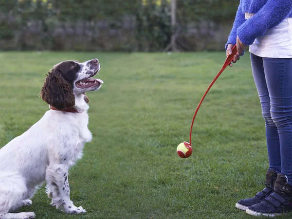 Menina que joga a bola para o cão do Spaniel do animal de estimação no jardim — Fotografia de Stock