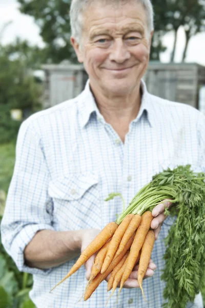 Hombre mayor en la asignación sosteniendo zanahorias recién recogidas —  Fotos de Stock