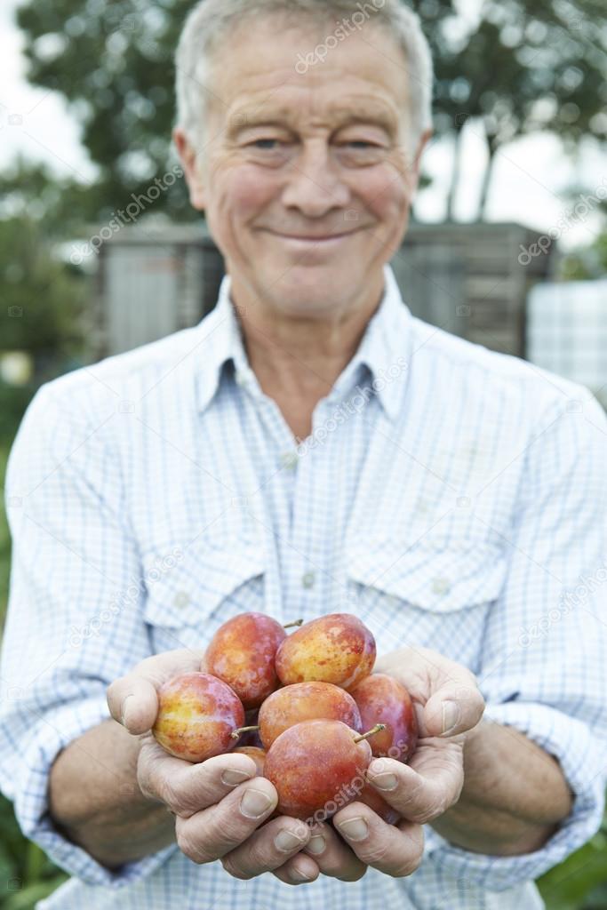 Senior Man On Allotment Holding Freshly Picked Apples