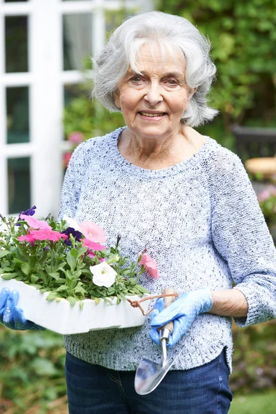 Porträtt av äldre kvinna plantera blommor i trädgården — Stockfoto