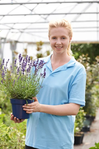 Portræt af kvindelig medarbejder på Garden Center Holding Plant - Stock-foto