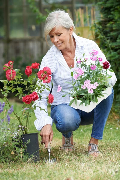 Ώριμη γυναίκα φυτευθούν τα φυτά στον κήπο — Φωτογραφία Αρχείου