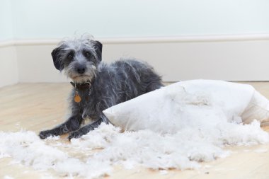 Köpek minder kadar evde sökük kötü davrandım