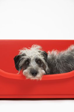 Evde beslenen hayvan Lurcher kırmızı köpek yatakta yatan stüdyo çekim