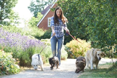 Professional Dog Walker Exercising Dogs In Park clipart