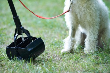 Köpek pisliği bozan Scooper ile takas sahibi