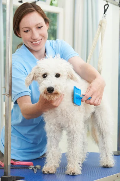 Chien de compagnie étant toiletté professionnellement dans le salon — Photo