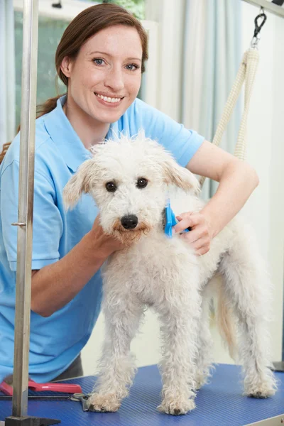 Chien de compagnie étant toiletté professionnellement dans le salon — Photo