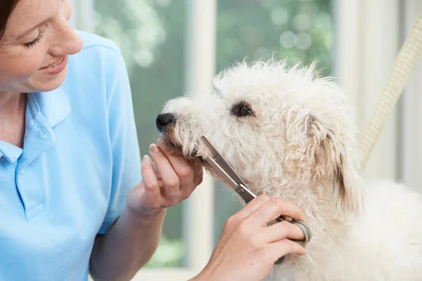 Cane da compagnia essere professionalmente curato in salone — Foto Stock