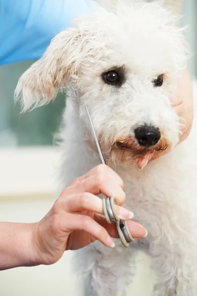 Cão de estimação sendo profissionalmente preparado no salão — Fotografia de Stock