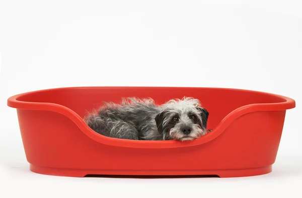 Studio Shot de acechador de mascotas acostado en la cama de perro rojo —  Fotos de Stock