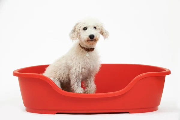 Estudio tiro de blanco mascota acechador sentado en rojo perro cama —  Fotos de Stock