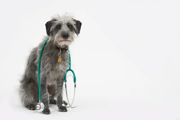 Studio Shot Of Lurcher Chien portant stéthoscope — Photo