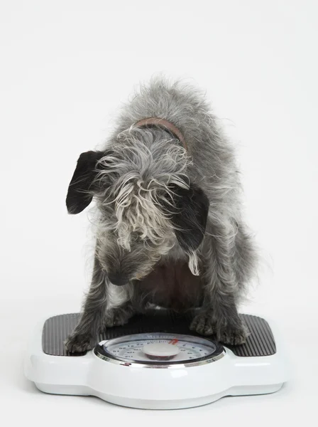 Studio Shot Of Lurcher Dog Sentado en escalas de baño —  Fotos de Stock