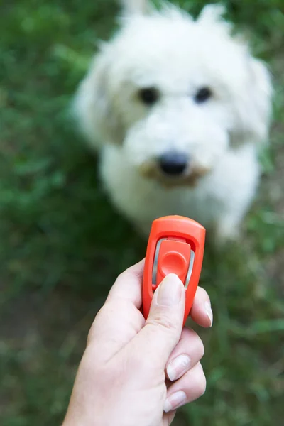 Pet Owner Training Dog using Clicker — стоковое фото
