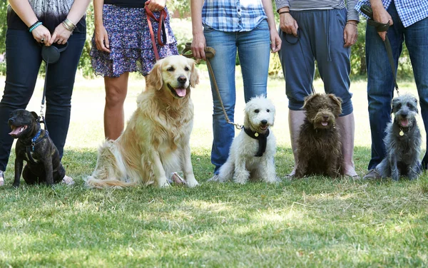 Gruppo di cani con i proprietari a classe di obbedienza Immagine Stock