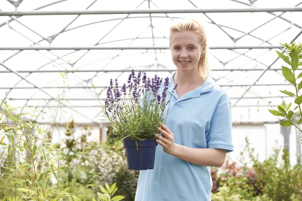 Portræt af kvindelig medarbejder på Garden Center Holding Plant - Stock-foto