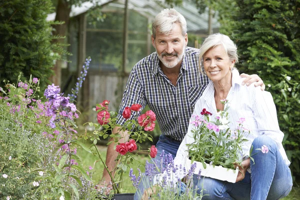 Pareja madura plantando plantas en el jardín —  Fotos de Stock