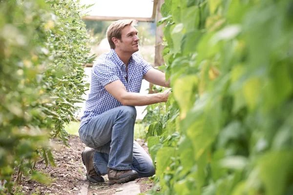 Farmář kontrola rajčete rostliny ve skleníku — Stock fotografie