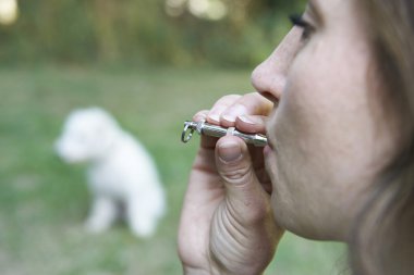 Evde beslenen hayvan sahip eğitim köpek düdük kullanarak