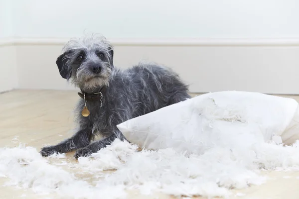 Mal comportamiento perro rasgando cojín en casa —  Fotos de Stock