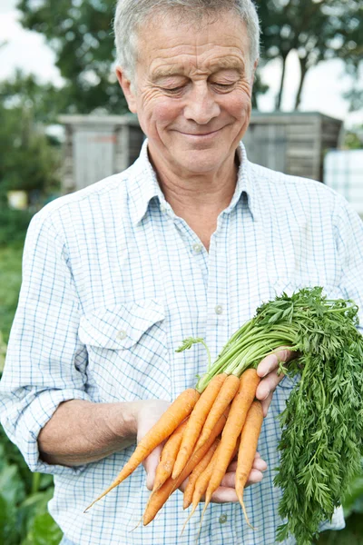Senior auf Kleingartenanlage mit frisch gepflückten Möhren — Stockfoto