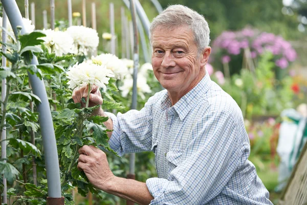 Äldre man odla blommor i trädgården — Stockfoto