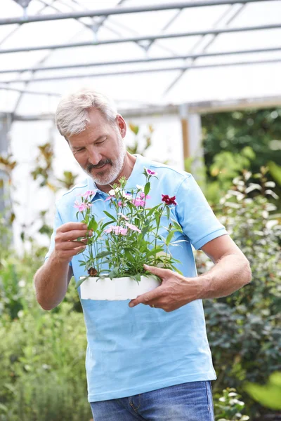 Samec zaměstnanec v Garden Center pořádání závodu — Stock fotografie