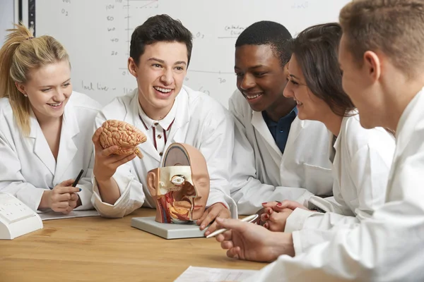 Grupp studenter titta på modell hjärnan i biologi klass — Stockfoto