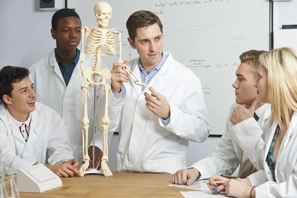 Lärare med modell av människans skelett i biologi klass — Stockfoto