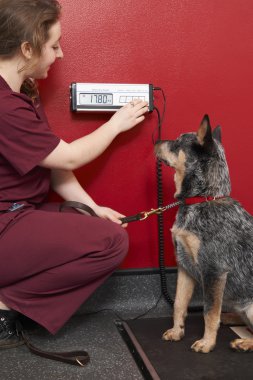 Veteriner hemşire köpek cerrahi Tartım
