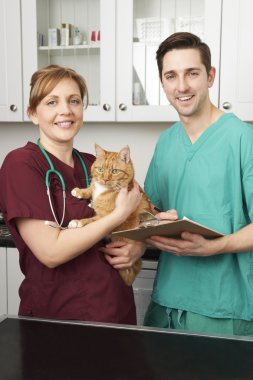 Veterinerler ameliyatta sonra evde beslenen hayvan kedi arıyorum