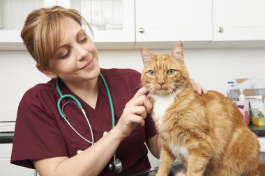 Veteriner hemşire kedi ameliyatta incelenmesi