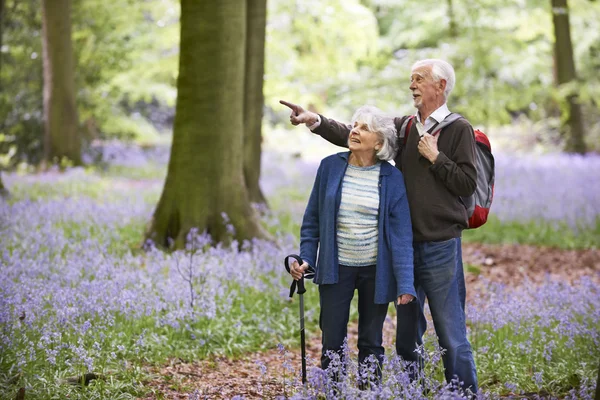 Casal Sênior Caminhando através de Bluebell Wood — Fotografia de Stock