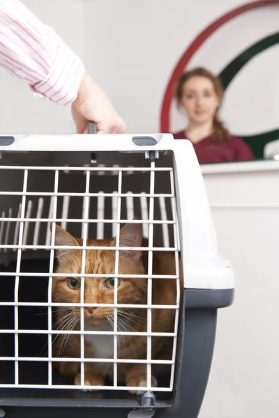 Donna prendendo gatto a veterinario in carrier — Foto Stock