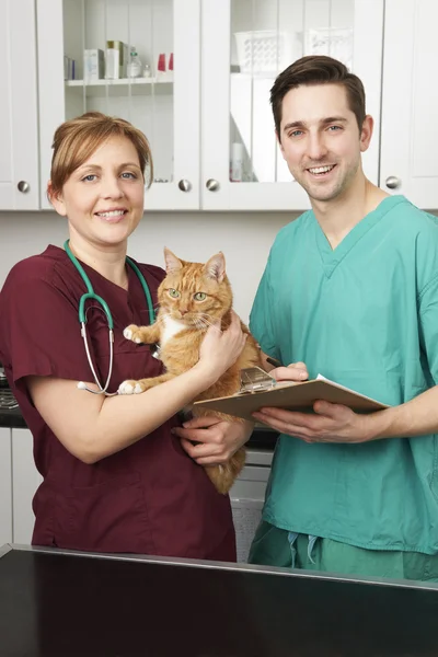 Veterinari In Chirurgia Pet Cat — Foto Stock