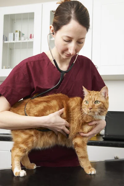 Ветеринарная медсестра осматривает кошку в хирургии — стоковое фото