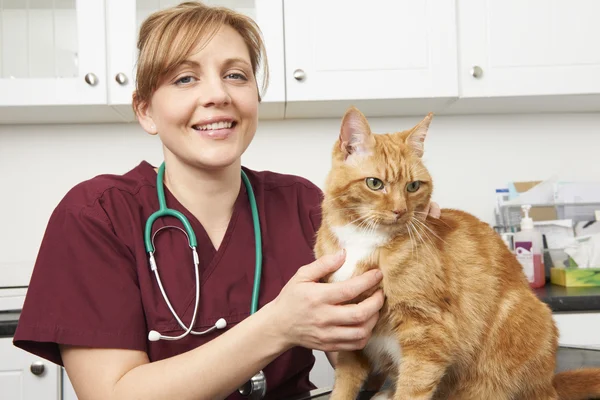 Enfermeira veterinária com gato em cirurgia — Fotografia de Stock