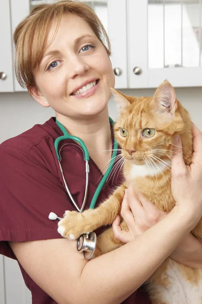 Enfermeira veterinária segurando gato em cirurgia — Fotografia de Stock