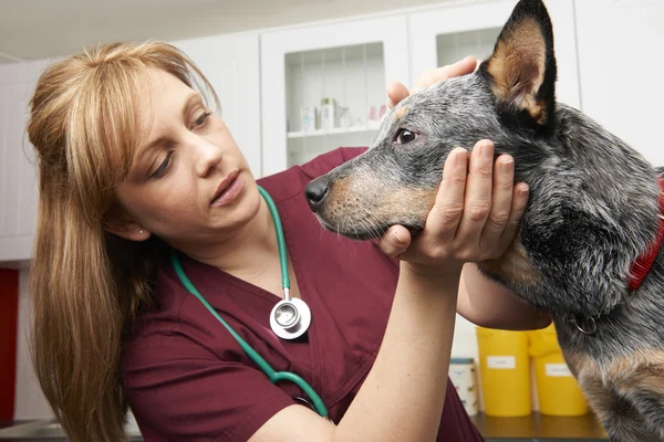 Perro examinador veterinario femenino en cirugía — Foto de Stock