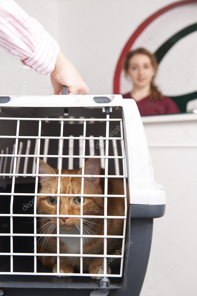 Woman Taking Cat To Vet In Carrier